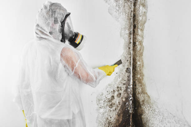 Attic Mold Removal in Temecula, CA