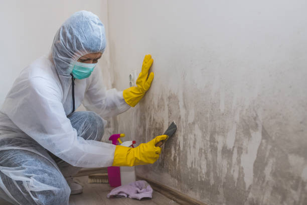 Best Crawl Space Mold Removal  in Temecula, CA