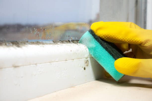 Professional Mold Removal in Temecula, CA